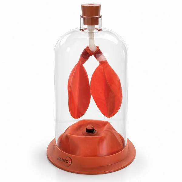 Lung Demonstration Model